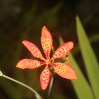 Iris domestica (L.) Goldblatt & Mabb.